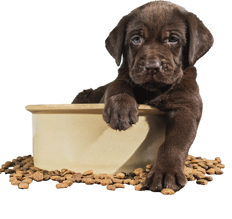 Food Delivery Services Main Food Delivery Services Main