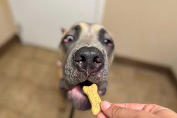 Boarding Consent Form