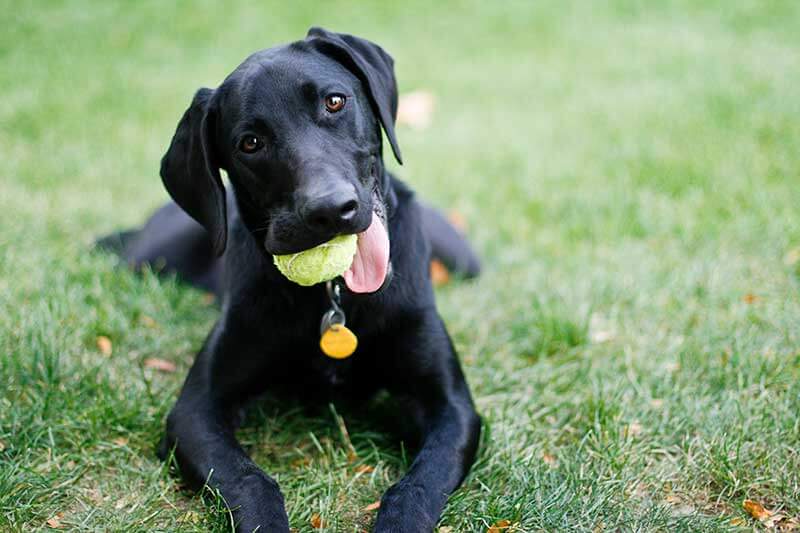 A black lab with a tennis ball A black lab with a tennis ball