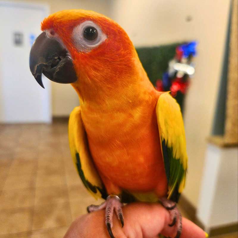 A colorful bird A colorful bird
