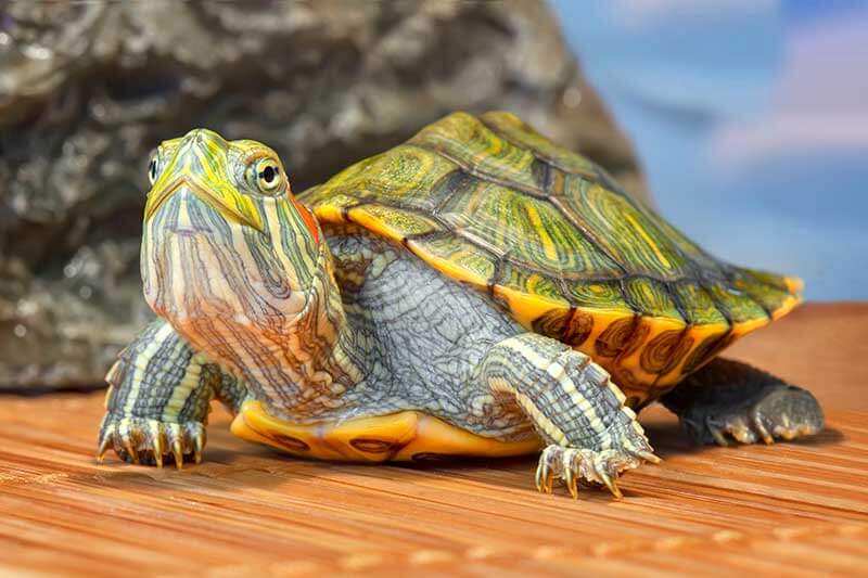 A turtle A turtle