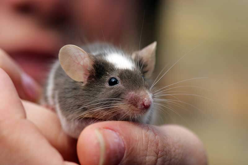 A hamster A hamster