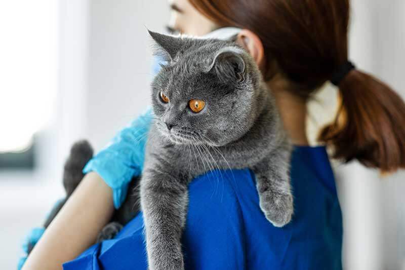 A cat being held A cat being held