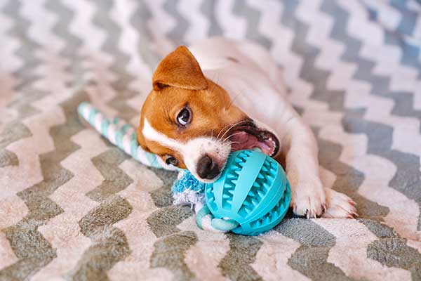 Service - Dental Care Service - Dental Care