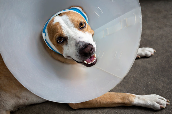 Service - Surgery Service - Surgery